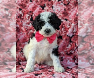 Goldendoodle-Miniature Bernedoodle Mix Puppy for sale in GLEN ROCK, PA, USA