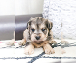 Small Photo #35 Schnauzer (Miniature) Puppy For Sale in SYRACUSE, IN, USA