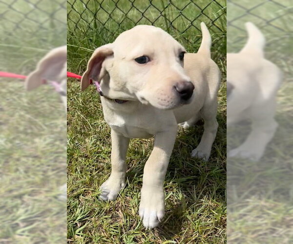 Medium Photo #7 Labrador Retriever Puppy For Sale in Tarrytown, GA, USA
