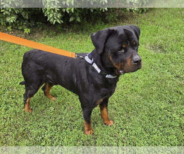 Medium Photo #2 Rottweiler-Unknown Mix Puppy For Sale in Millersville, MD, USA