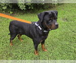 Small #1 Rottweiler Mix