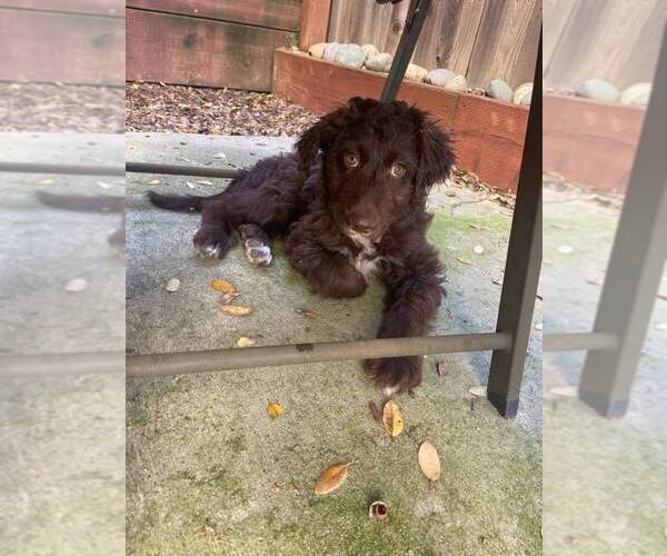 Medium Photo #1 Aussiedoodle Puppy For Sale in FAIR OAKS, CA, USA