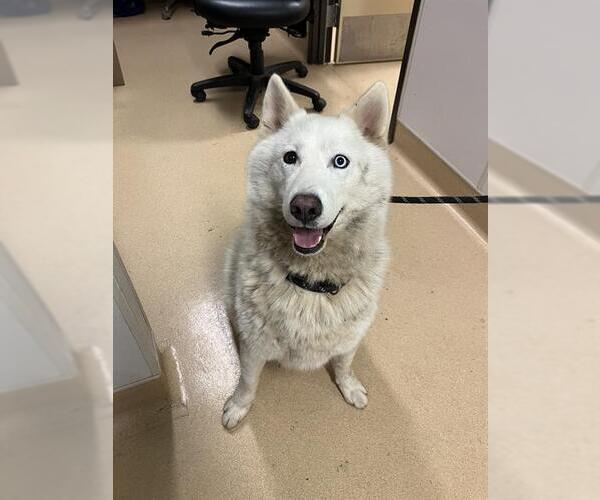 Medium Photo #1 Siberian Husky Puppy For Sale in Placerville, CA, USA