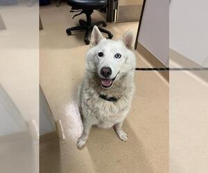 Siberian Husky Dogs for adoption in Placerville, CA, USA