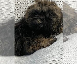 Shih Tzu Dogs for adoption in HOPKINSVILLE/PRINCETON, KY, NH, USA