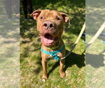 Small #5 American Staffordshire Terrier