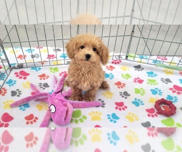 Medium Photo #1 Poodle (Toy) Puppy For Sale in ORO VALLEY, AZ, USA