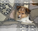 Small #1 Shetland Sheepdog