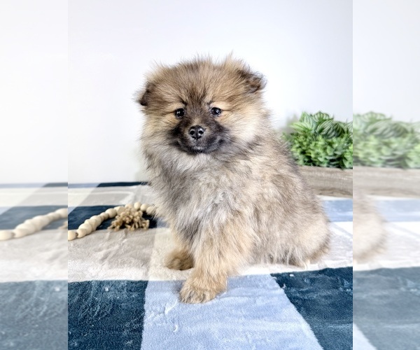 Medium Photo #5 Pomeranian Puppy For Sale in GREENFIELD, IN, USA