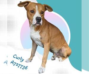 American Staffordshire Terrier-Unknown Mix Dogs for adoption in San Antonio, TX, USA