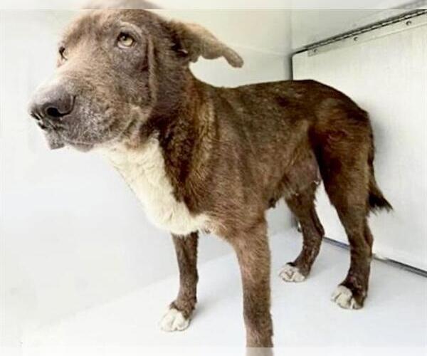 Medium Photo #2 Labrador Retriever-Unknown Mix Puppy For Sale in Houston, TX, USA