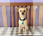 Small #1 Chihuahua Mix