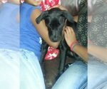 Small #1 Labrador Retriever Mix