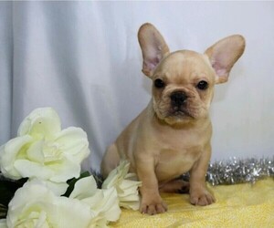 French Bulldog Puppy for sale in FREDERICKSBG, OH, USA