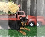 Small Photo #4 Miniature Pinscher Puppy For Sale in CANOGA, NY, USA