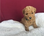 Puppy Green Goldendoodle (Miniature)