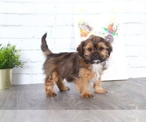 Shorkie Tzu Puppy for sale in RED LION, PA, USA