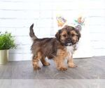 Small Shorkie Tzu