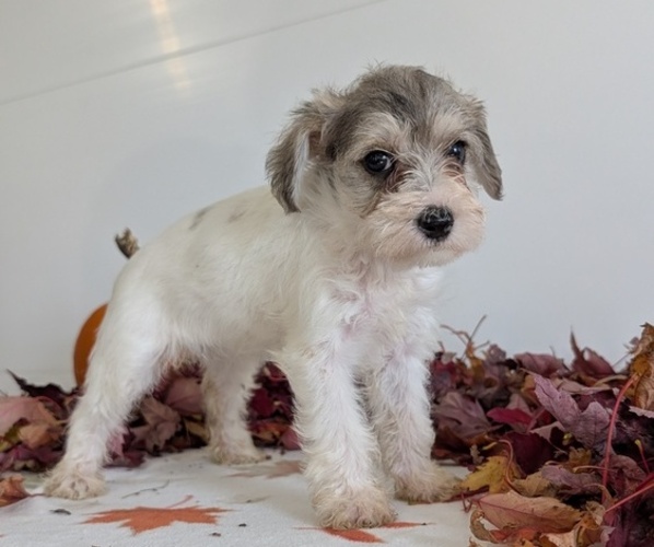 Medium Photo #2 Schnoodle (Miniature) Puppy For Sale in GOSHEN, IN, USA