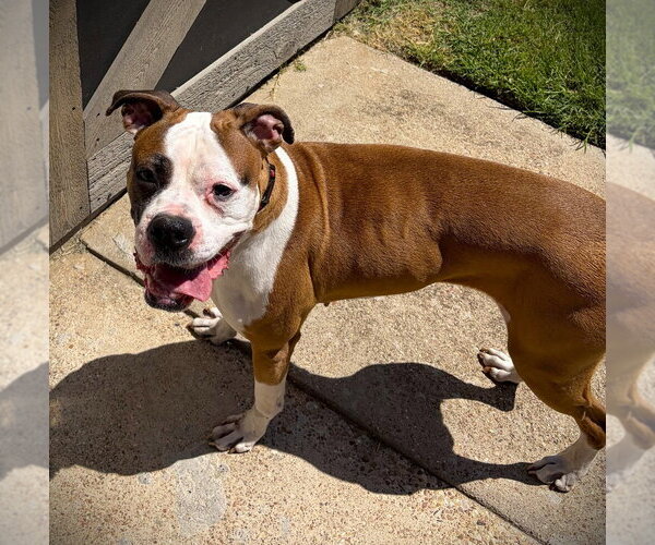 Medium Photo #3 Boxer Puppy For Sale in Austin, TX, USA