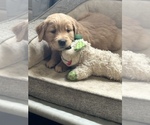 Small #3 Golden Retriever