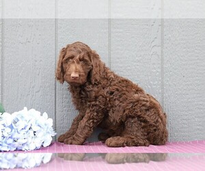 Labradoodle-Poodle (Standard) Mix Puppy for sale in FREDERICKSBG, OH, USA