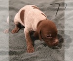 Small Photo #2 German Shorthaired Pointer Puppy For Sale in TEMPLETON, CA, USA