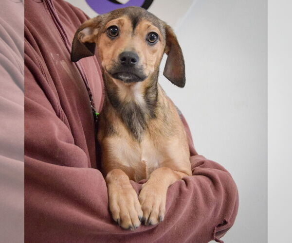 Medium Photo #3 German Shepherd Dog-Unknown Mix Puppy For Sale in Huntley, IL, USA