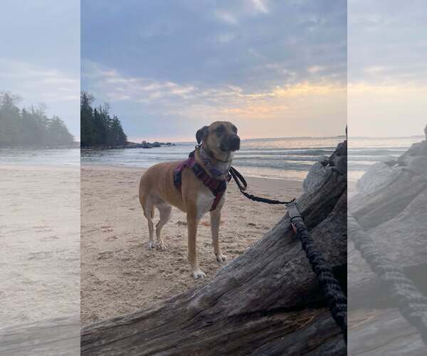 Medium Photo #11 Mutt Puppy For Sale in Oro Medonte, Ontario, Canada