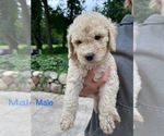 Small #5 Poodle (Standard)