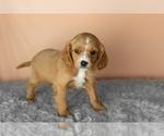 Small #1 Golden Cavadoodle