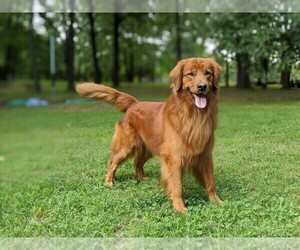 Father of the Golden Retriever puppies born on 04/09/2023