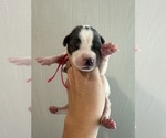 Small Photo #27 Great Dane Puppy For Sale in HALLETTSVILLE, TX, USA