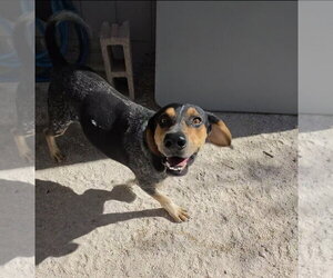 Coonhound Dogs for adoption in Las Vegas, NV, USA