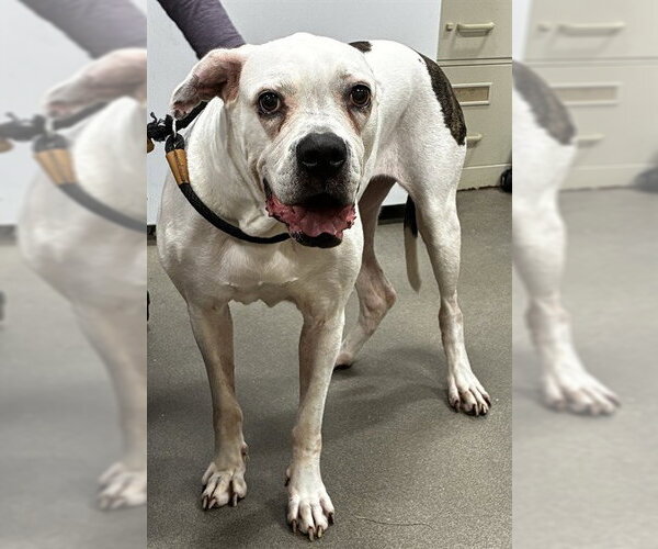 Medium Photo #1 American Bulldog-Unknown Mix Puppy For Sale in Forestville, MD, USA