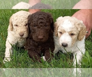 Goldendoodle Puppy for Sale in HINCKLEY, Minnesota USA