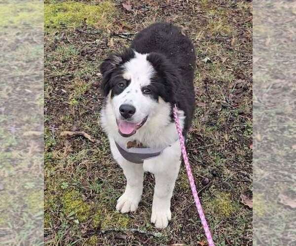 Medium Photo #1 Great Bernese Puppy For Sale in SPRING CITY, TN, USA