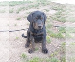 Puppy Blue Collar Cane Corso-Rottweiler Mix