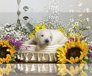 English Cream Golden Retriever Puppy for sale in CONROE, TX, USA