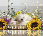 Small Photo #1 English Cream Golden Retriever Puppy For Sale in CONROE, TX, USA
