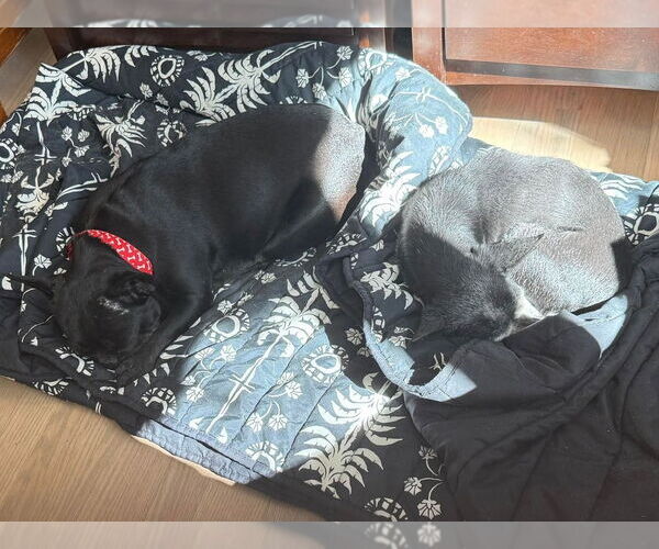 Medium Photo #5 French Bulldog-Unknown Mix Puppy For Sale in Lakewood, CO, USA