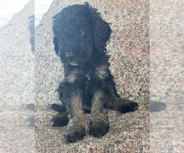 Medium Photo #17 Poodle (Miniature)-Poodle (Standard) Mix Puppy For Sale in LONGMONT, CO, USA