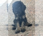 Small #16 Poodle (Miniature)-Poodle (Standard) Mix