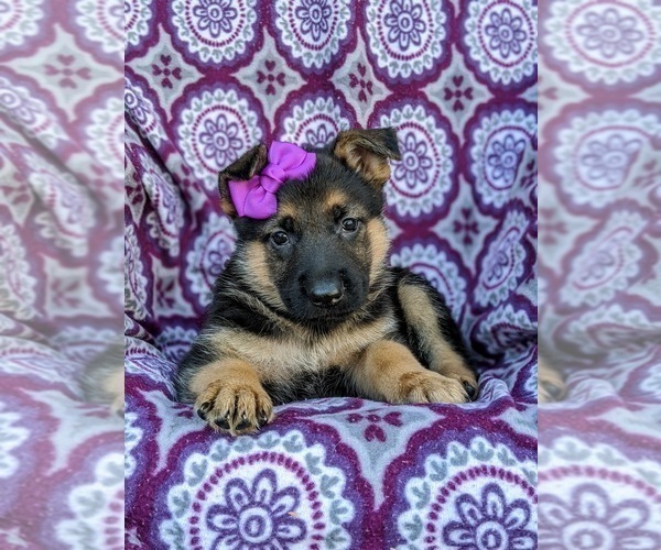 Medium Photo #4 German Shepherd Dog Puppy For Sale in ELKTON, MD, USA