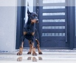 Small Photo #5 Doberman Pinscher Puppy For Sale in WARSAW, IN, USA
