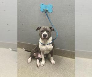 Mutt Dogs for adoption in Las Vegas, NV, USA