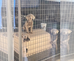 Labrador Retriever Puppy for sale in ELK GROVE, CA, USA