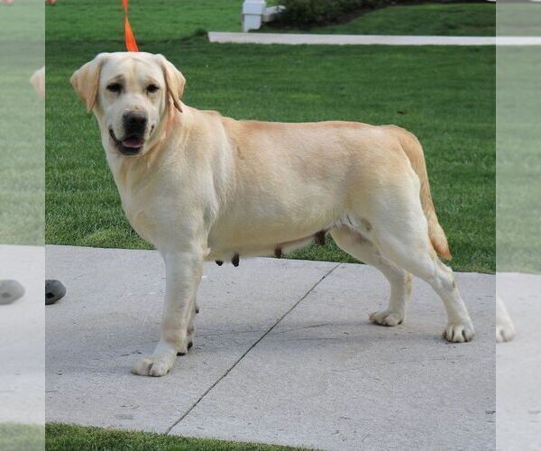 Medium Photo #1 Labrador Retriever Puppy For Sale in NARVON, PA, USA