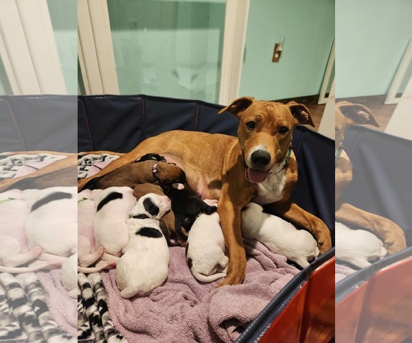 Medium Photo #5 Mutt Puppy For Sale in Clinton , MI, USA