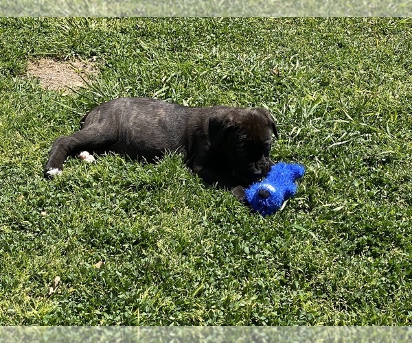 Medium Photo #7 Cane Corso Puppy For Sale in SANTA ANA, CA, USA
